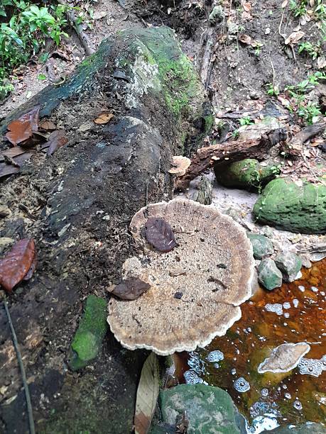 istock Large Wild Mushroom on Fallen Log by Stream in Forest 2230455404