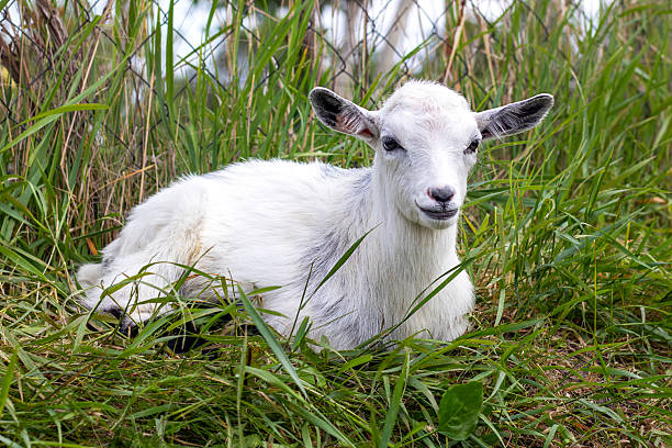 istock Cute white goat resting in a grassy meadow during a sunny day 2230455965