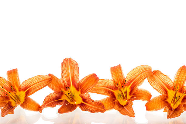 Bright orange lilies isolated on pure white background.