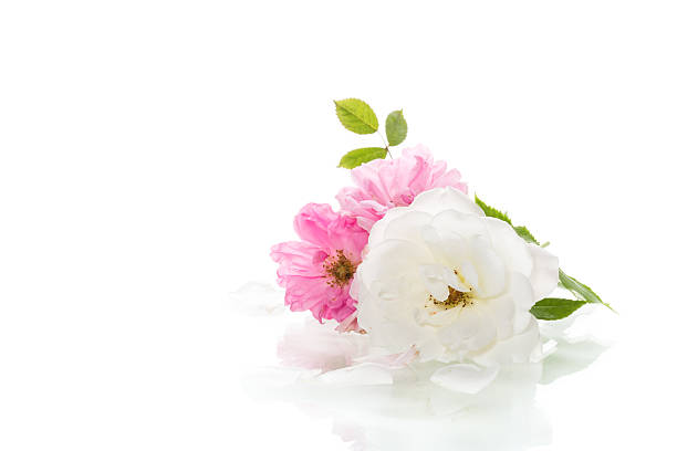 Pink Rose-Flower