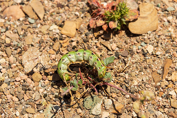 The Caterpillar Sphinx Moth, also known as the White-lined Sphinx Moth (Hyles lineata), is a common sight in Death Valley National Park. These large caterpillars can be quite striking, with a variety of colors and patterns. Green, Red, Black