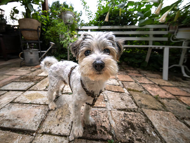 Cute Bichon Havanese, Maltese crossbreed