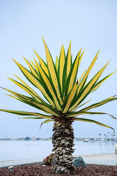 istock Variegated form of Yucca gloriosa, commonly known as Spanish Dagger at Sail Bay 2230461999