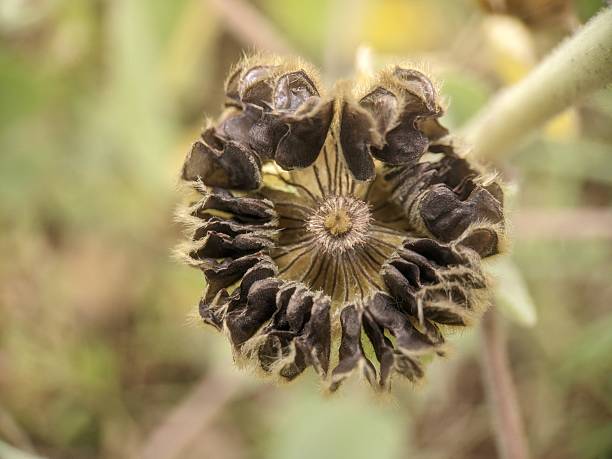 seed pod of a plant from the genus Abutilon, commonly known as Indian mallow or velvetleaf.