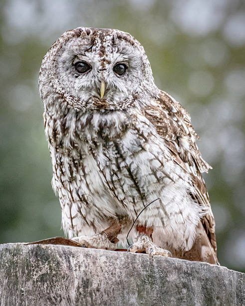 istock Woodland owls 2230462241