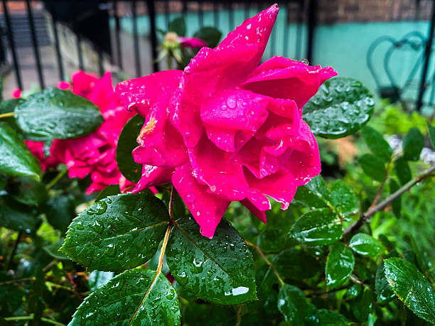 istock Chinse Rose Covered in Rain 2230463274