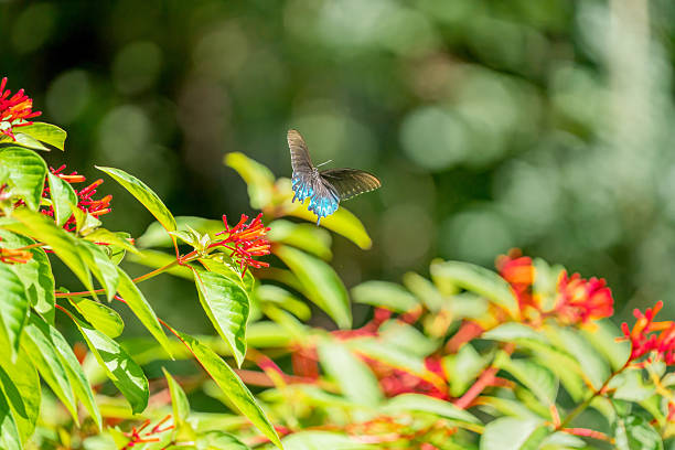 istock A Pipevine swallowtail Butterfly, Florida, USA 2230465176