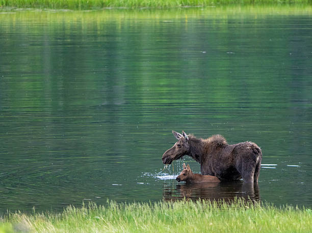 istock Cow And Calf Moose Graze In Pond 2230466212