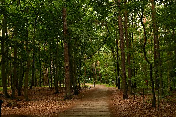 A dirt pathway winds through a lush forest, bordered by tall deciduous trees with green, dense foliage. Sunlight filters through the canopy, creating dappled patterns on the path. Fallen leaves cover the ground near the roots of the trees. The scene exudes a sense of tranquility and natural beauty, typical of a forested area during the spring season.
