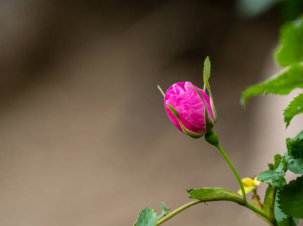 beautiful rose and green leaves, pink rose flower on a branch with green leaves