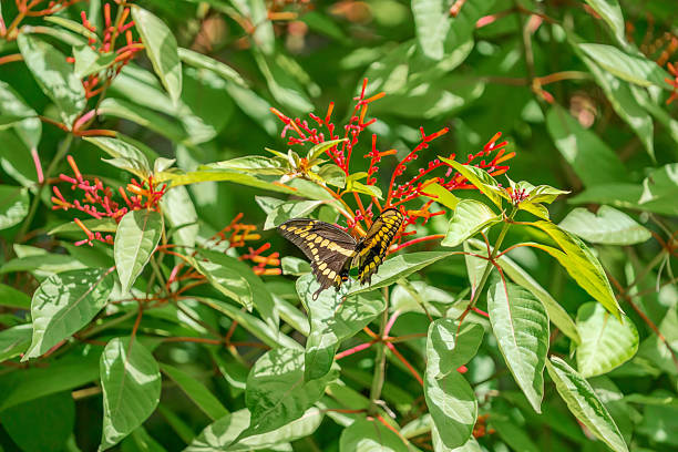 istock Giant Swallowtail Butterfly, Florida USA 2230468792