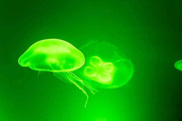 Bioluminescent green jellyfish glow brightly in a dark sea, ideal for science visuals, tech, and surreal marine scenes