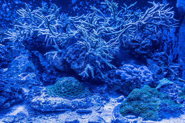 Tropical fish in aquarium, dark and beautiful