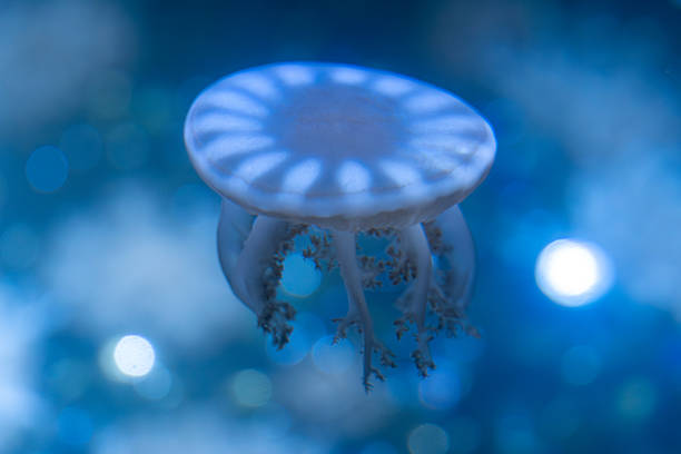 Delicate upside-down jellyfish captured mid-drift with dreamy blue bokeh lights, ideal for abstract visuals and marine decor