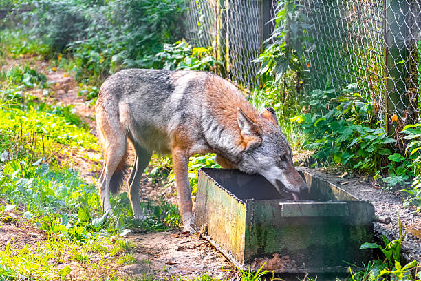Dangerous wolf eats behind a fence in the wild nature in Bielaviezskaja Pusca National Park Bialowieza Forest Kamyanyets District Brest Region Belarus.