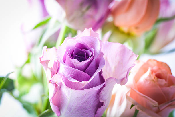 Bouquet of purple roses