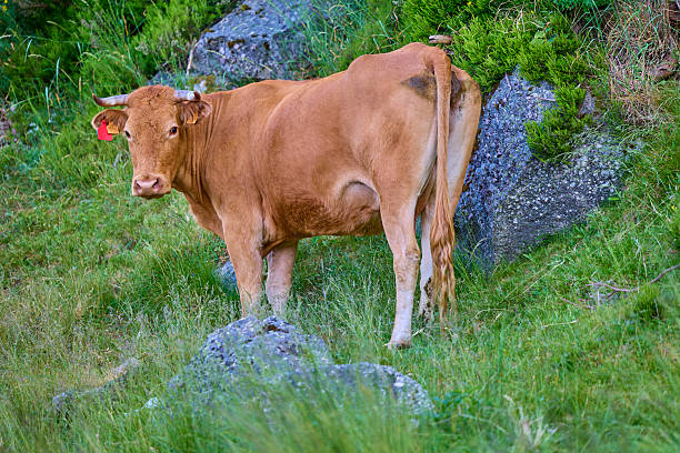 Brown cow with bell standing on grass near rocks.