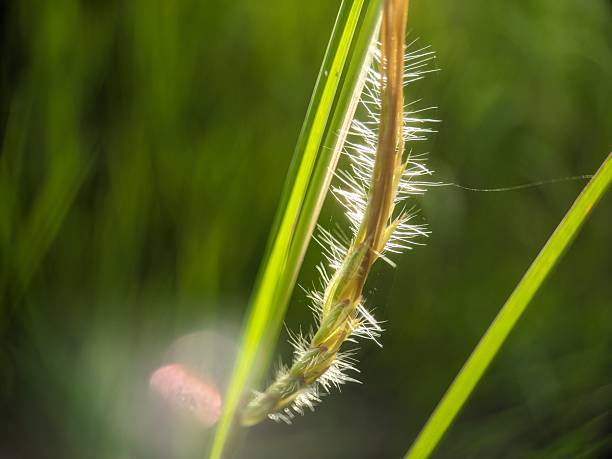 istock Green Grass leaves blade with flower and seeds 2230473520