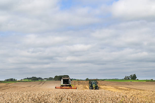 Castle Douglas, Scotland, UK - August 16, 2025: A combine harvester being used to harvest a cereal crop on a bright summer in rural Scotland