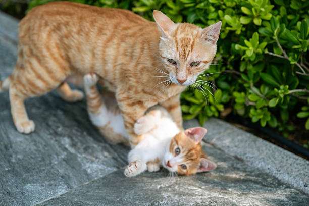 istock Mother Cat licking her kitten 2230477137