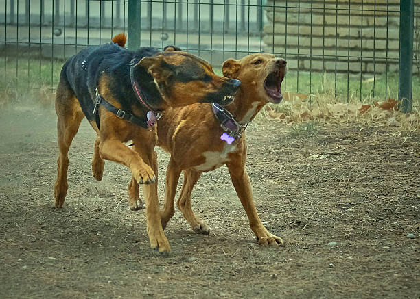 istock Dogs playing on a winter day 2230478445