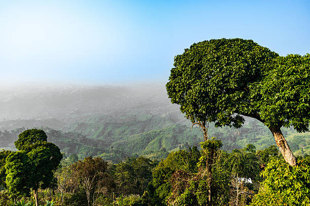 Sajek hills enveloped in soft morning haze, lush green mountains, misty valleys, serene landscape, peaceful sunrise, tranquil natural scenery.