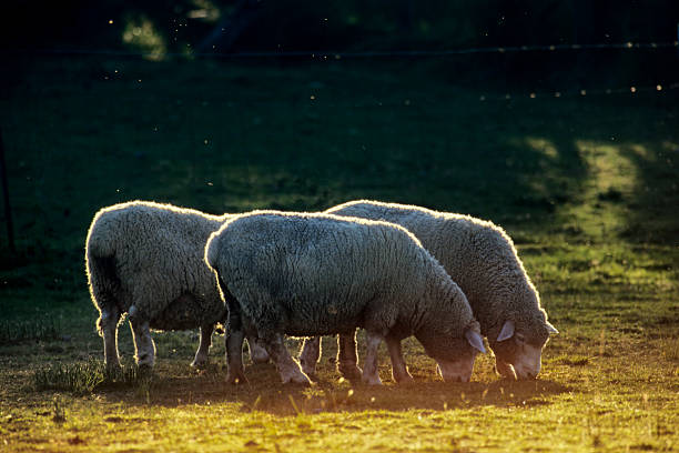 Sheep grazing on the Saanich Peninsula on Vancouver Island, British Columbia
