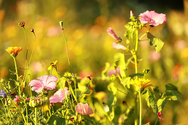 Summer late afternoon meadow
