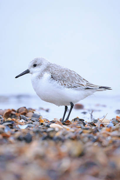 istock Sanderling, calidris alba, sandpiper bird foraging on a beach 2230482730
