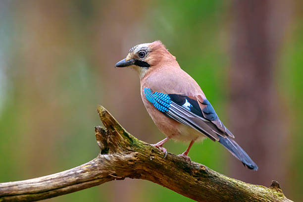 istock Eurasian jay, Garrulus glandarius, bird close-up 2230482764