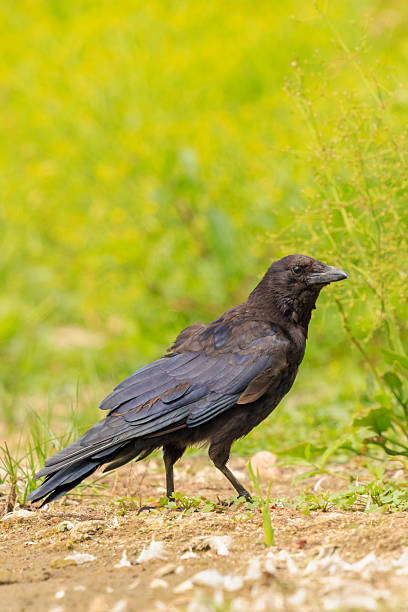 istock Closeup of a carrion crow Corvus corone black bird foraging 2230482778