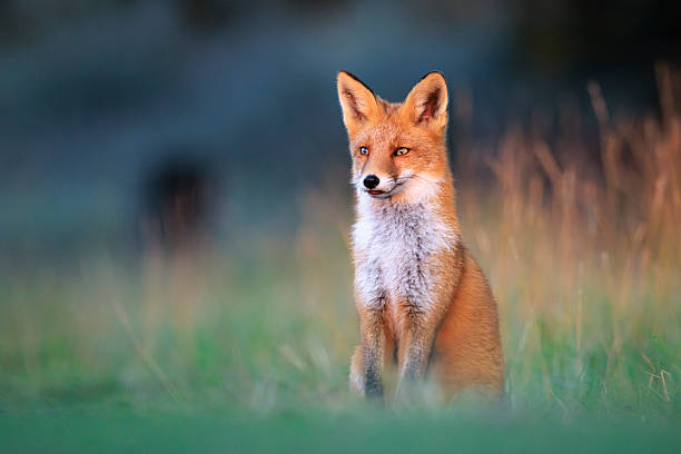 istock Wild red fox, vulpes vulpes, foraging in a meadow 2230482811