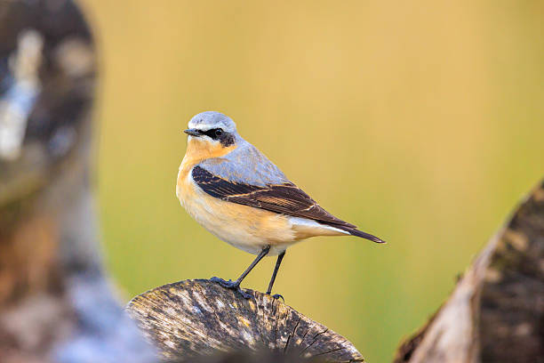 istock Northern wheatear male bird, Oenanthe oenanthe, perched 2230482827