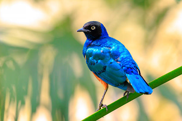 The superb starling Lamprotornis superbus is a member of the starling family of birds. It can commonly be found in East Africa, including Ethiopia, Somalia, Uganda, Kenya, and Tanzania. It was formerly known as Spreo superbus.