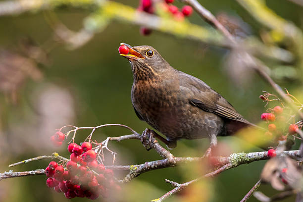 istock Blackbird, turdus merula, female bird perched 2230482863