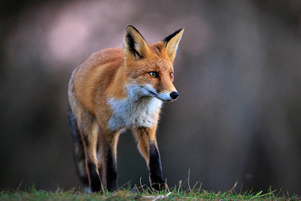 istock Wild red fox, vulpes vulpes, foraging in a meadow 2230482867