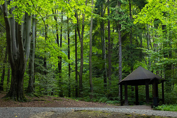 istock Green forest paths in the Beskid Mountains 2230485908