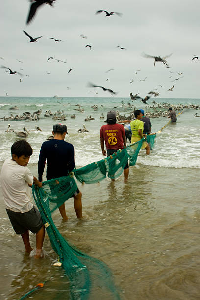 Monteverde, Santa Elena, Ecuador - August 8, 2010: Group of Ecuadorian fishermen pulling in a fishing net along the beach, with pelicans and frigatebirds soaring above, capturing the essence of coastal life and local traditions
