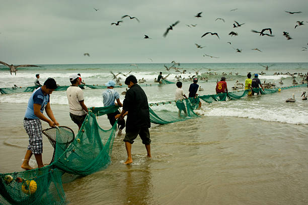 Monteverde, Santa Elena, Ecuador - August 8, 2010: Group of Ecuadorian fishermen pulling in a large fishing net on the beach, while pelicans soar overhead, attempting to snatch fish from their catch amidst the lively scene