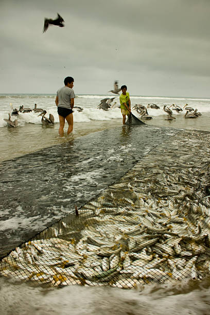 Monteverde, Santa Elena, Ecuador - August 8, 2010: Two Ecuadorian fishermen pulling a net brimming with small fish along the coast of Ecuador, surrounded by pelicans and seagulls, embodying traditional fishing culture and livelihood
