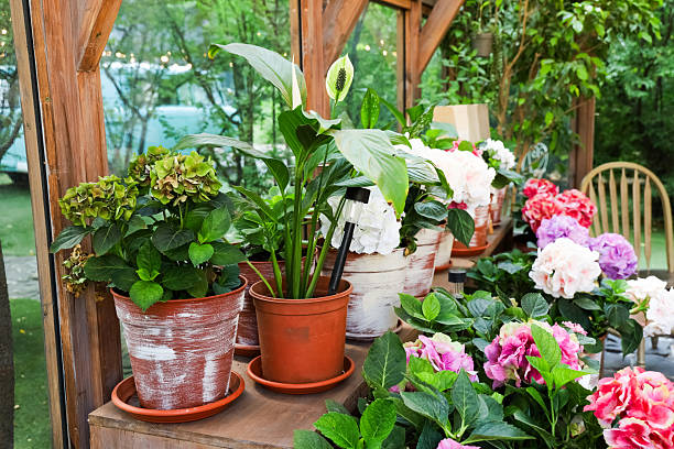 istock Lively garden display showcasing various potted flowers hydrangea in a tranquil outdoor setting 2230487404