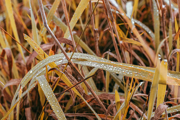 Dew drops glisten on vibrant blades of grass in a serene field setting capturing the essence of autumnal beauty.