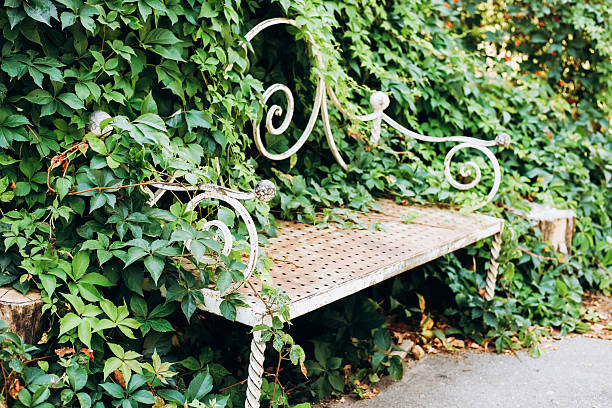 A rustic metallic bench is partially hidden by vibrant green ivy creating a peaceful atmosphere in the garden.