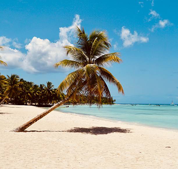 istock Palm Tree on Tropical Beach with Turquoise Sea 2230490474