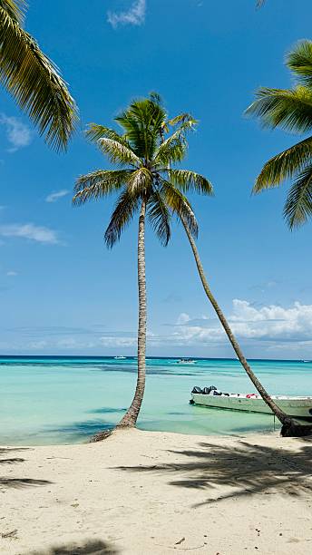 istock Palm Tree on Tropical Beach with Turquoise Sea 2230490542