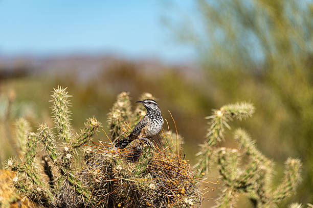 Cactus Wren perched on buckhorn cholla branch. Sonoran Desert Preserve, Arizona