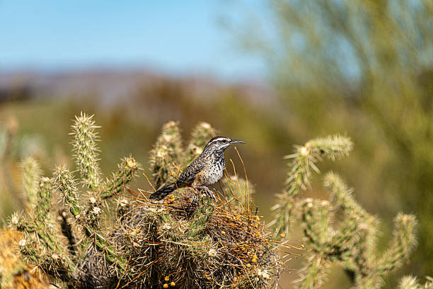 Cactus Wren perched on buckhorn cholla branch. Sonoran Desert Preserve, Arizona
