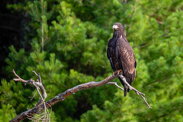 istock Bald Eagle (Haliaeetus leucocephalus) immature, perched on a branch on the Rainbow Flowage in northern Wisconsin 2230491026