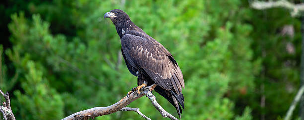 istock Bald Eagle (Haliaeetus leucocephalus) immature, perched on a branch on the Rainbow Flowage in northern Wisconsin 2230491036