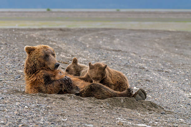 istock Mother brown bear nursing her cubs 2230493293
